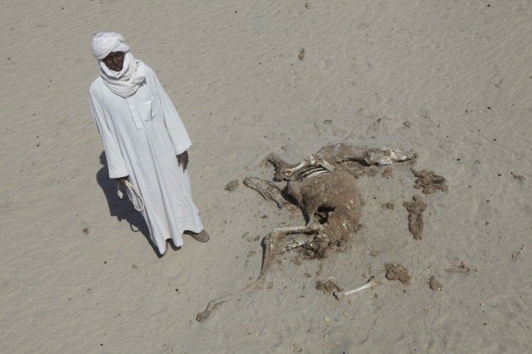 Пастух Луки Абдаррахман говорит, что потерял 21 верблюда во время последнего засушливого сезона