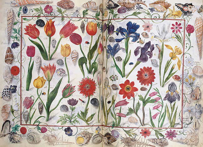 Изображение XVII века, взятое из немецкого «альбома дружбы» (Album Amicorum), иллюстрирует многие виды цветов, привезенных с Востока, включая тюльпаны, ирис, анемоны, рябчики, дикие гладиолусы и т.д