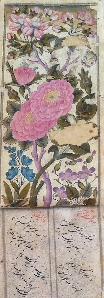 Данный иллюстрированный альбом персидской поэзии датируется началом XVIII века. На этой работе изображены дамасские розы в окружении цветений фруктовых деревьев, фиалок и пролесков 
