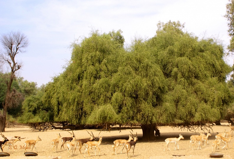 Сальвадора персидская — дерево, из которого изготавливают сивак