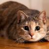 кот