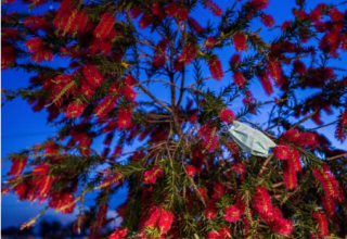 Маска, висящая на цветущем дереве (Исламабад, Пакистан)