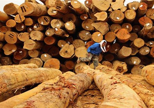 Лесозаготовительный бизнес издавна присутствовал в обширных джунглях региона