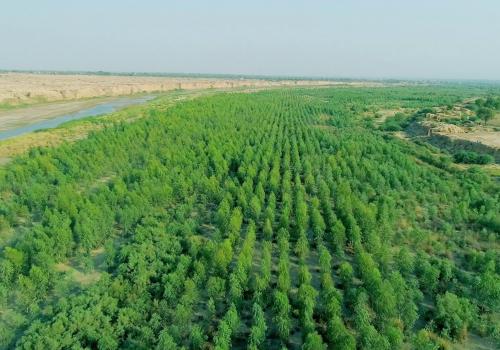 Проект получил название «Цунами 10 миллиардов деревьев»