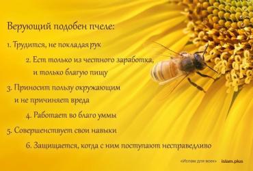 Верующий подобен пчеле
