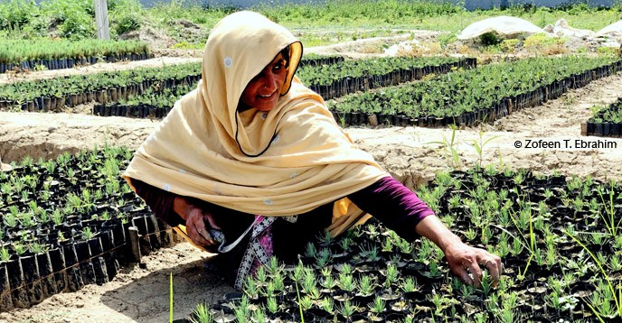 Выращивание саженцев в Пакистане