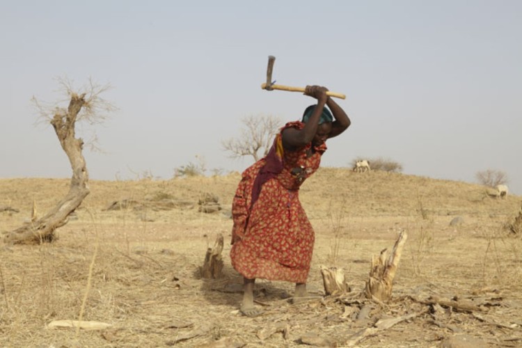 Хадиджа Дгарде считает, что становится все труднее добывать дрова для личного использования и продажи (провинция Гуэра, Чад).