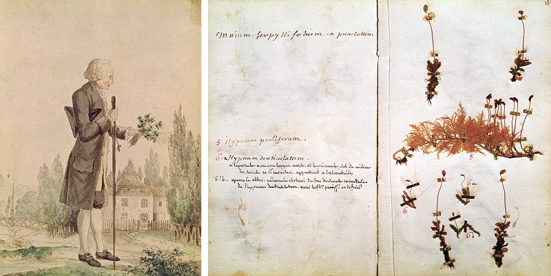 К концу жизни Руссо вернулся к увлечению ботаникой, собирал и классифицировал растения в окрестностях Эрменонвиля, Франция, часто совместно с известным фармацевтом и ботаником Жан-Батистом Фюзе-Обле