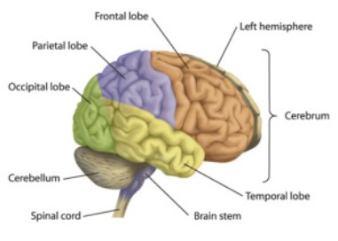 Считается, что мозг – это податливый орган, способный менять свои связи и даже размеры отдельных участков в зависимости от их активности. 