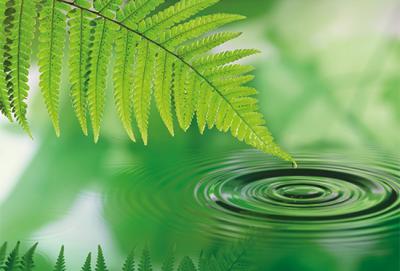 Десять «зеленых» хадисов с «экологическими» советами Пророка Мухаммада