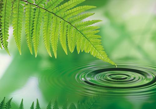 Десять «зеленых» хадисов с «экологическими» советами Пророка Мухаммада