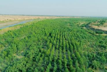 Проект получил название «Цунами 10 миллиардов деревьев»